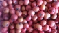Preview: Crataegus azarollus 'rot' , 10 Samen