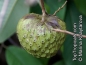 Preview: Annona cherimola, 20-100 Samen