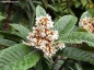 Preview: Eriobotrya japonica, Rarität, 15 Samen