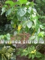 Preview: Morinda citrifolia, 15-250 Samen
