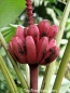 Preview: Musa velutina, 20 Samen
