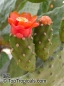 Preview: Opuntia ficus-indica, 20-250 Samen