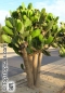 Preview: Opuntia ficus-indica, 20-250 Samen