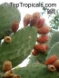 Preview: Opuntia ficus-indica, 20-250 Samen