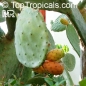 Preview: Opuntia ficus-indica, 20-250 Samen