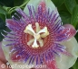 Preview: Passiflora maliformis, 10 Samen