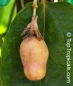 Mobile Preview: Passiflora maliformis, 10 Samen