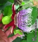 Mobile Preview: Passiflora quadrangularis, 10 Samen