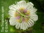 Preview: Passiflora foetida, 6 Samen