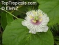 Preview: Passiflora foetida, 6 Samen