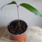 Mobile Preview: Bouea macrophylla, Pflaumenmango, Plum Mango, Gandaria, 1 Pflanze