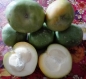 Preview: Casimiroa edulis * Weiße Sapote * nur für kurze Zeit
