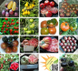 Mobile Preview: Tomatenset-3, 15 verschiedene Sorten, je 10 Samen