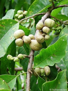 Ficus lutea, 20+ Samen