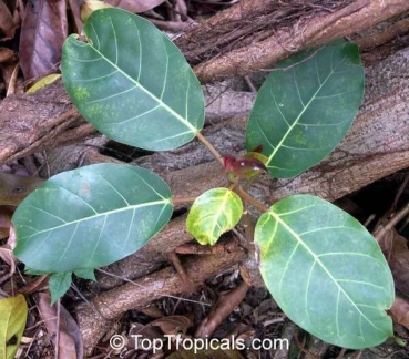 Ficus lutea, 20+ Samen