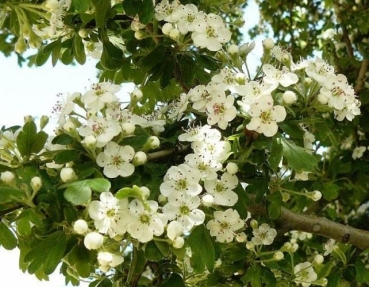 Preview: Crataegus azarollus 'rot' , 10 Samen