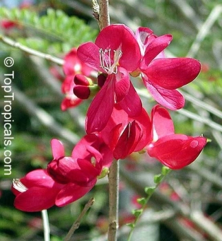 Cassia grandis, 10 Samen