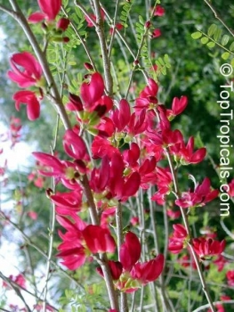 Preview: Cassia grandis, 10 Samen