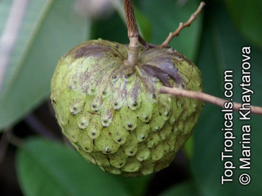 Annona cherimola, 20-100 Samen