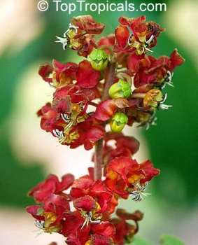 Byrsonima crassifolia, 15 Samen