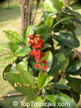 Byrsonima crassifolia, 15 Samen