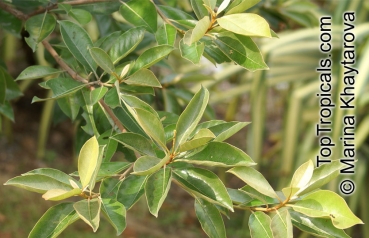 Byrsonima crassifolia, 15 Samen