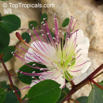 Capparis spinosa, 20 Samen