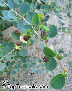 Capparis spinosa, 20 Samen