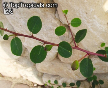 Capparis spinosa, 20 Samen