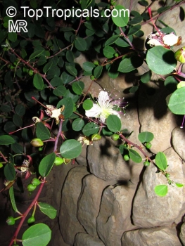 Capparis spinosa, 20 Samen