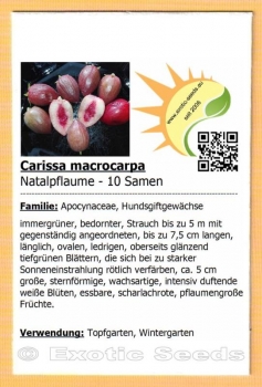 Carissa macrocarpa, Natalpflaume, 10 Samen