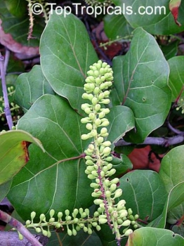 Coccoloba uvifera, 10 Samen