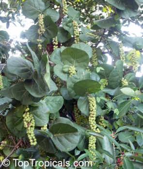 Coccoloba uvifera, 10 Samen