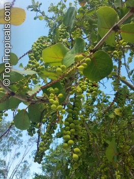 Coccoloba uvifera, 10 Samen