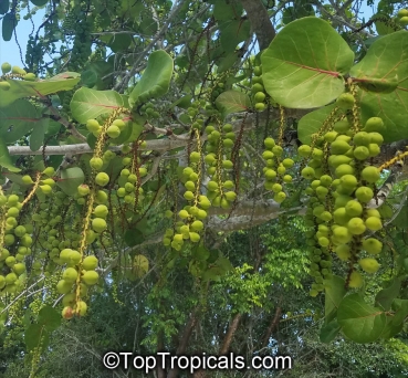 Coccoloba uvifera, 10 Samen