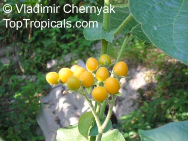 Cyphomandra abutiloides, 30 Samen