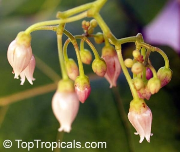 Preview: Cyphomandra betacea 'orange', 30-300 Samen