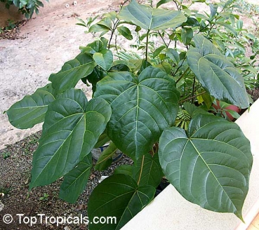 Preview: Cyphomandra betacea 'rot', 30-300 Samen