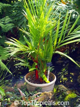 Cyrtostachys renda 10-100 Samen