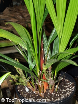 Preview: Cyrtostachys renda 10-100 Samen