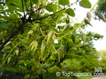 Preview: Decaisnea fargesii, 10 Samen