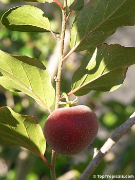 Dovyalis hebecarpa, 10 Samen