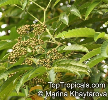 Preview: Leea indica, 10 Samen