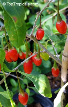 Preview: Lycium barbarum, 100-10.000 Samen