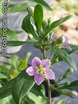 Preview: Lycium barbarum, 100-10.000 Samen