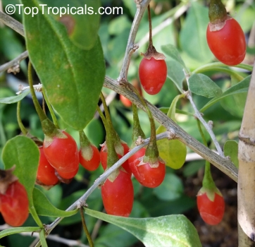 Lycium barbarum, 100-10.000 Samen