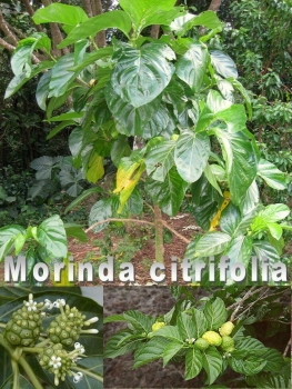 Morinda citrifolia, 15-250 Samen