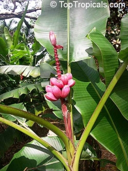 Musa velutina, 10 Samen