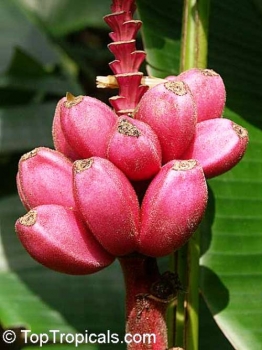 Musa velutina, 20 Samen