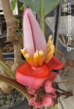 Musa velutina, 20 Samen